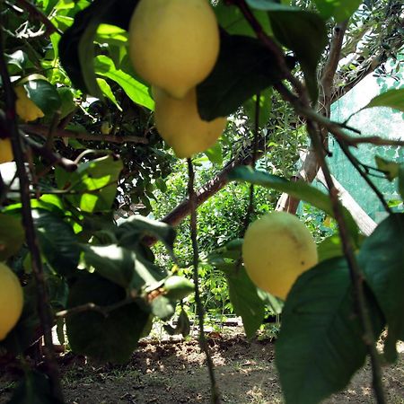 Agriturismo Nonno Luigino Vico Equense Dış mekan fotoğraf