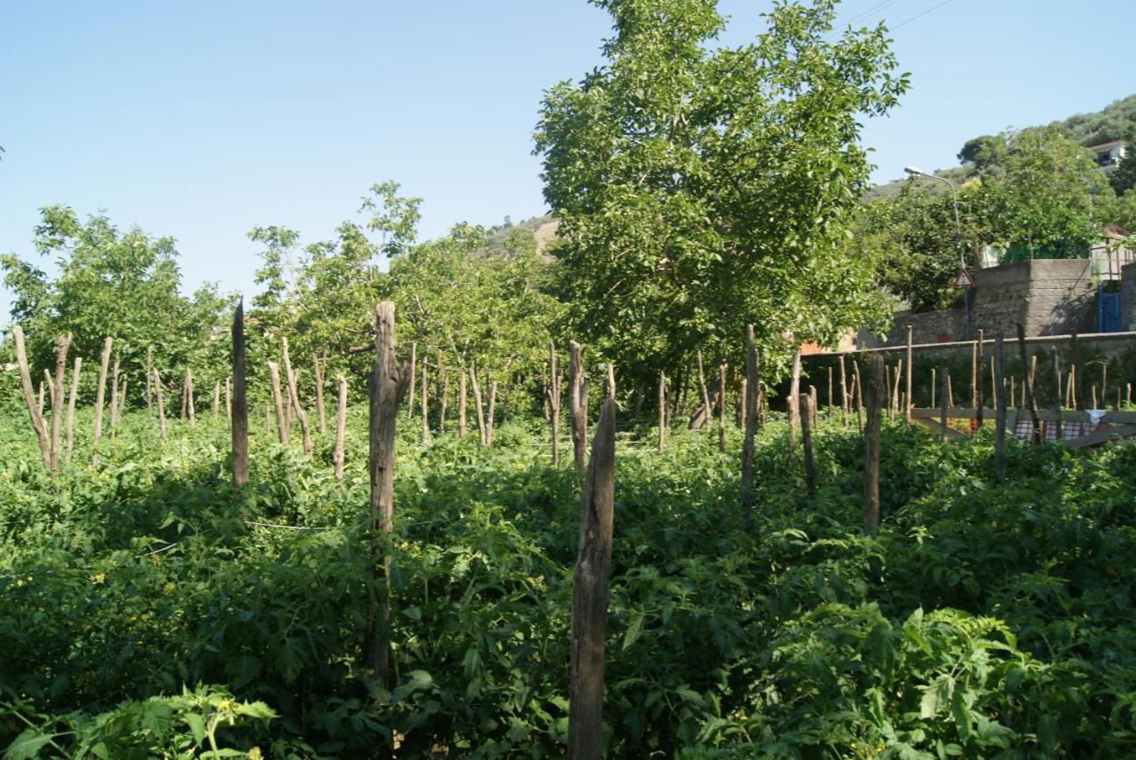 Agriturismo Nonno Luigino Vico Equense Dış mekan fotoğraf