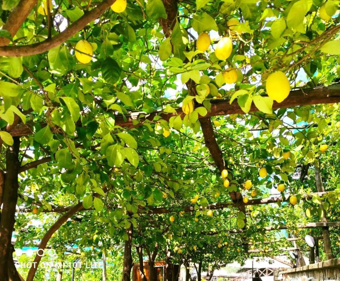 Agriturismo Nonno Luigino Vico Equense Dış mekan fotoğraf