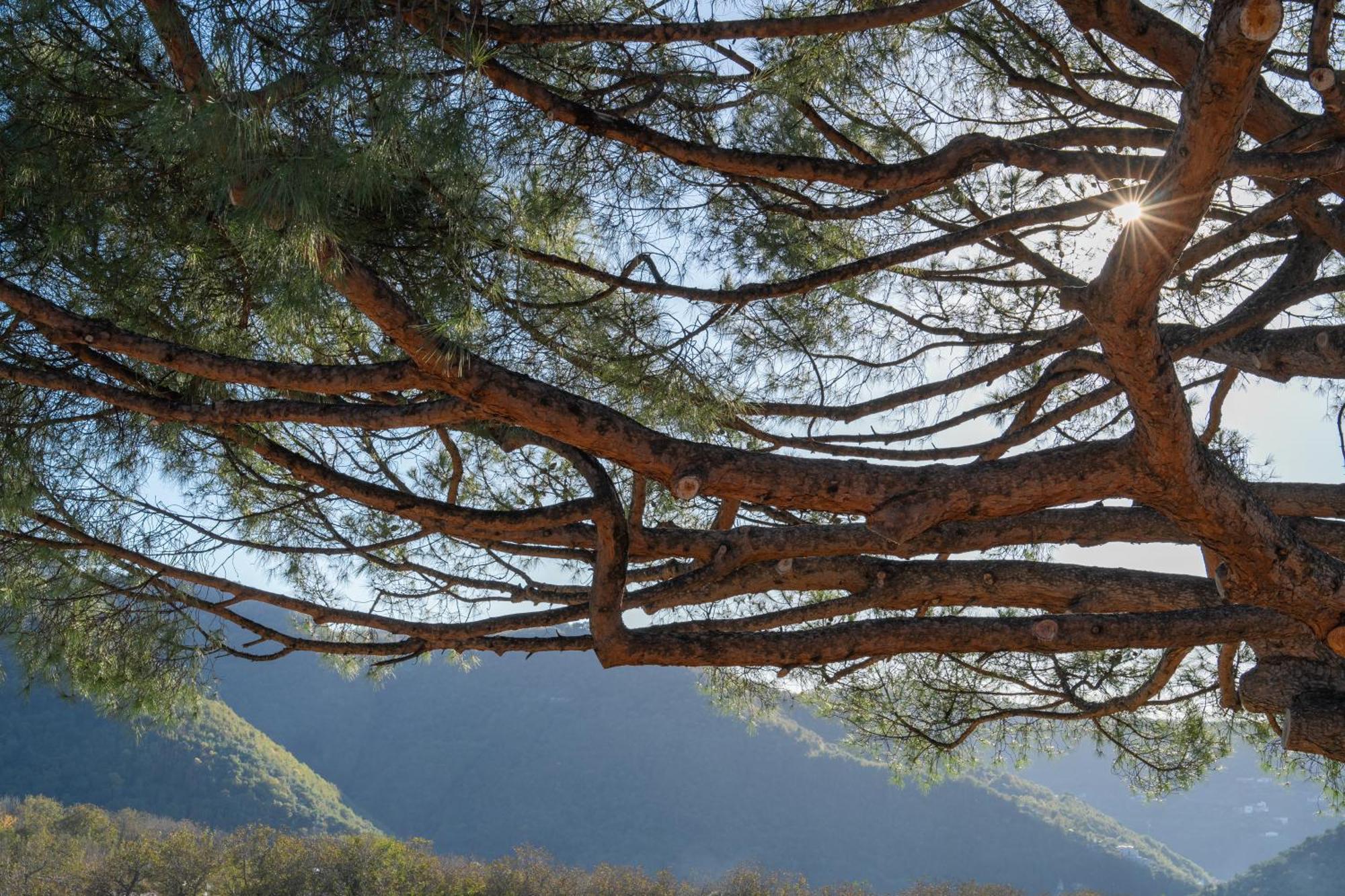 Agriturismo Nonno Luigino Vico Equense Dış mekan fotoğraf