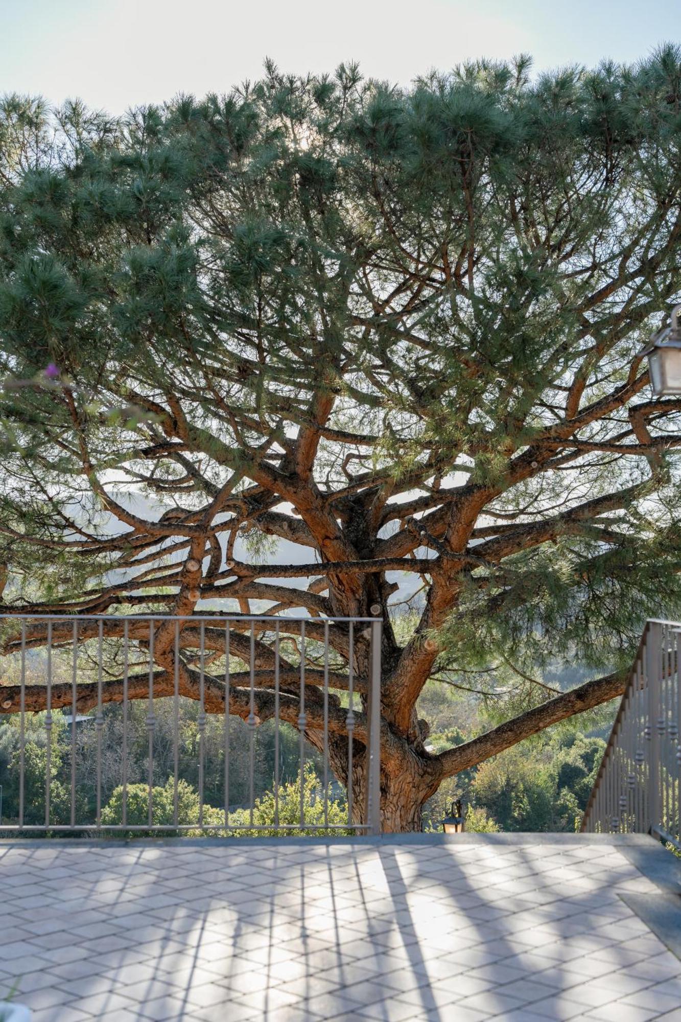 Agriturismo Nonno Luigino Vico Equense Dış mekan fotoğraf