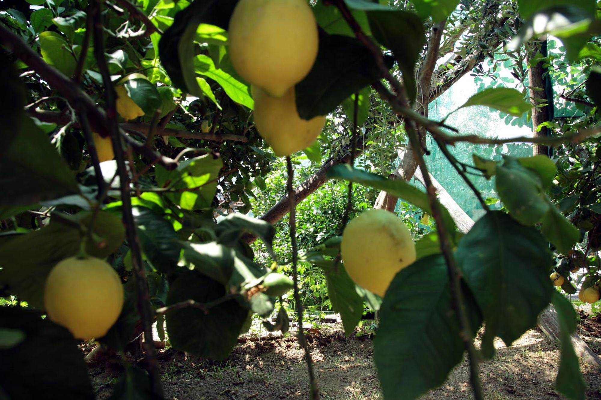 Agriturismo Nonno Luigino Vico Equense Dış mekan fotoğraf