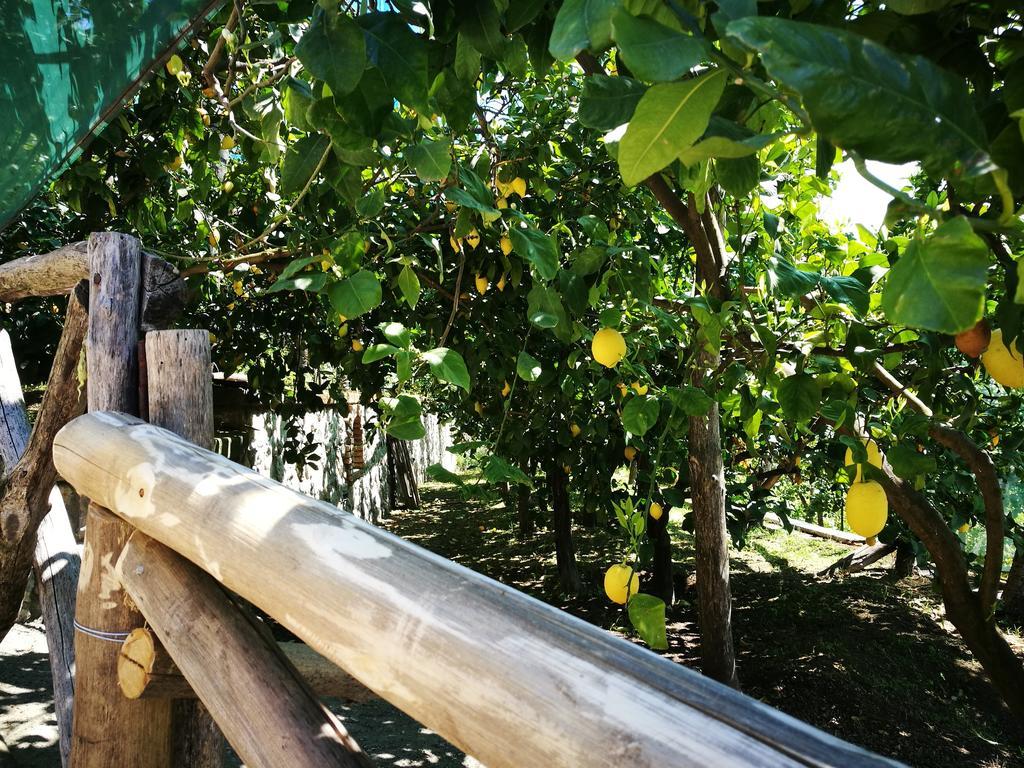 Agriturismo Nonno Luigino Vico Equense Dış mekan fotoğraf